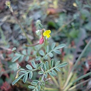 lotus strigosus